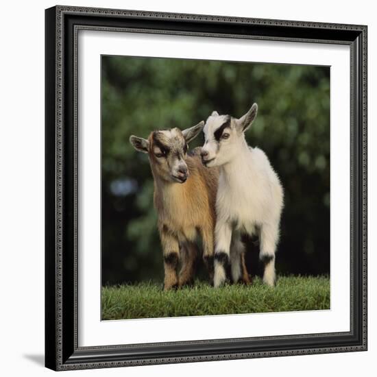 Pygmy Goats-DLILLC-Framed Photographic Print