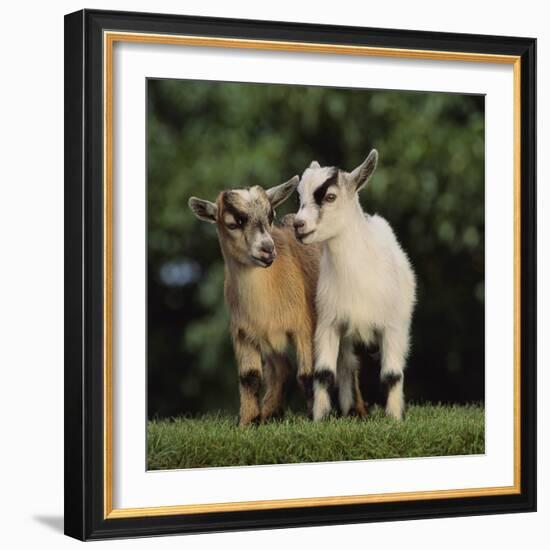 Pygmy Goats-DLILLC-Framed Photographic Print