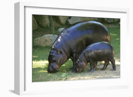 Pygmy Hippopotamus with Young, Side by Side-null-Framed Photographic Print