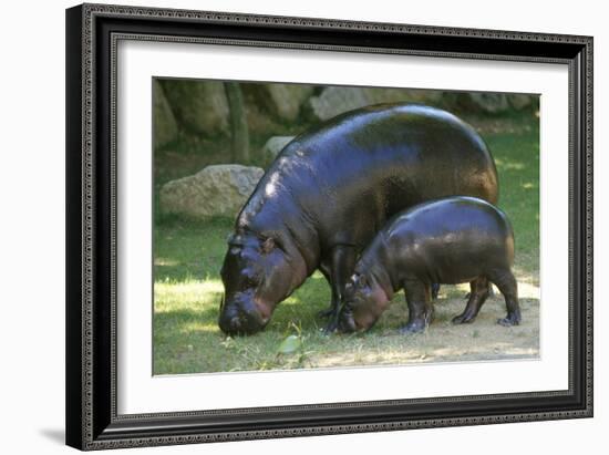 Pygmy Hippopotamus with Young, Side by Side-null-Framed Photographic Print