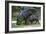 Pygmy Hippopotamus with Young, Side by Side-null-Framed Photographic Print