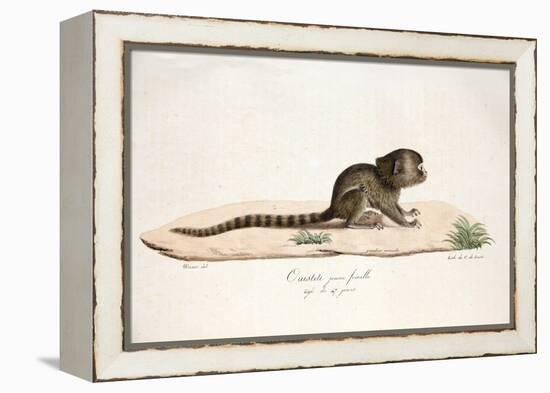 Pygmy Marmoset-null-Framed Premier Image Canvas