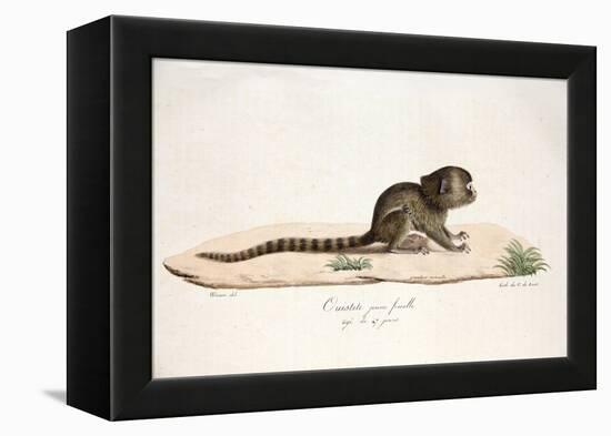 Pygmy Marmoset-null-Framed Premier Image Canvas