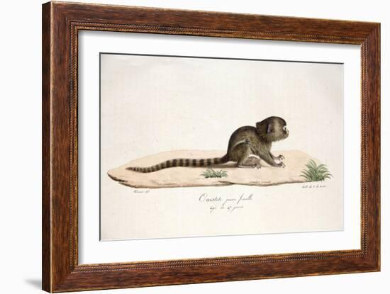 Pygmy Marmoset-null-Framed Giclee Print