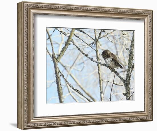 Pygmy owl perched in lichen covered tree, Helsinki, Finland-Markus Varesvuo-Framed Photographic Print
