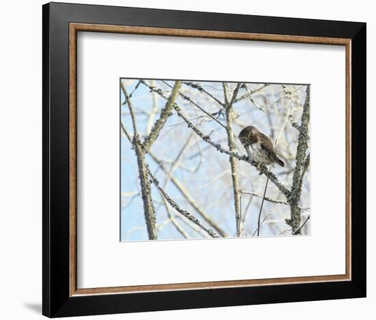 Pygmy owl perched in lichen covered tree, Helsinki, Finland-Markus Varesvuo-Framed Photographic Print