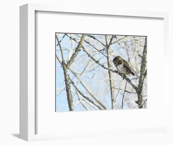 Pygmy owl perched in lichen covered tree, Helsinki, Finland-Markus Varesvuo-Framed Photographic Print