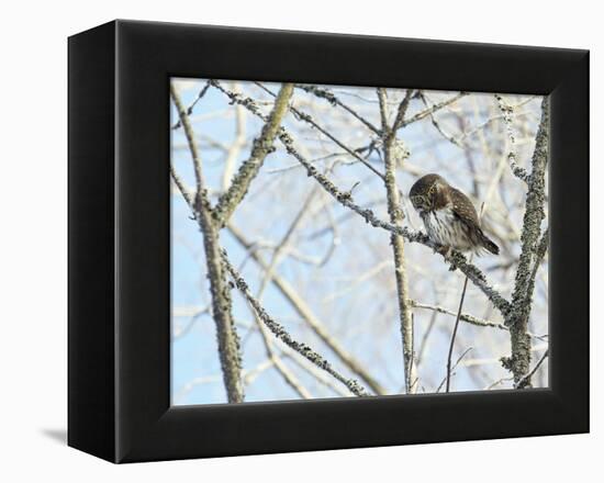 Pygmy owl perched in lichen covered tree, Helsinki, Finland-Markus Varesvuo-Framed Premier Image Canvas