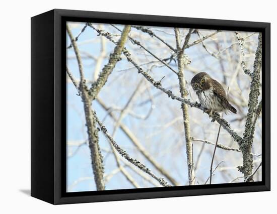 Pygmy owl perched in lichen covered tree, Helsinki, Finland-Markus Varesvuo-Framed Premier Image Canvas