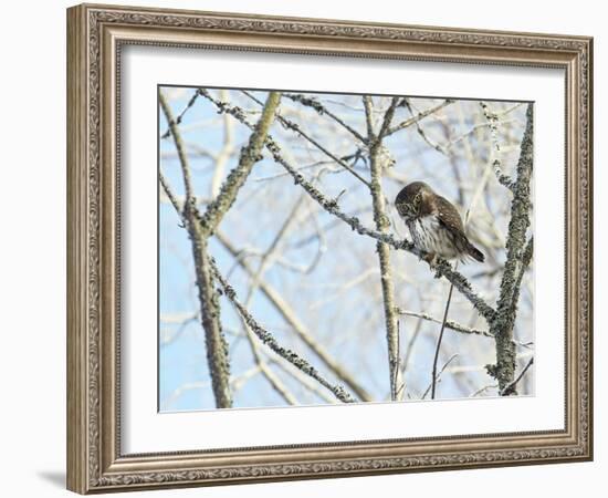 Pygmy owl perched in lichen covered tree, Helsinki, Finland-Markus Varesvuo-Framed Photographic Print