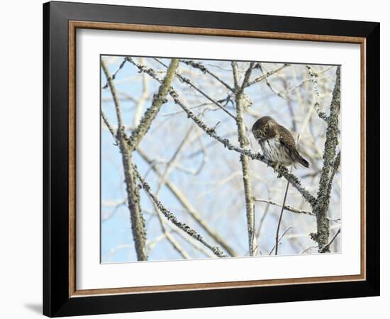 Pygmy owl perched in lichen covered tree, Helsinki, Finland-Markus Varesvuo-Framed Photographic Print