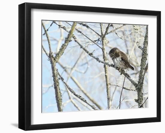 Pygmy owl perched in lichen covered tree, Helsinki, Finland-Markus Varesvuo-Framed Photographic Print