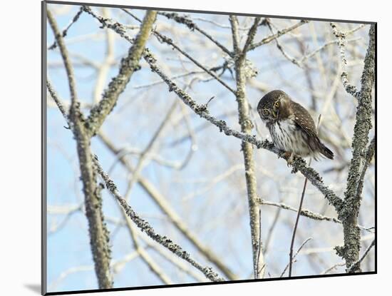 Pygmy owl perched in lichen covered tree, Helsinki, Finland-Markus Varesvuo-Mounted Photographic Print