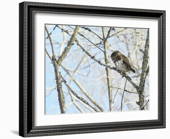 Pygmy owl perched in lichen covered tree, Helsinki, Finland-Markus Varesvuo-Framed Photographic Print