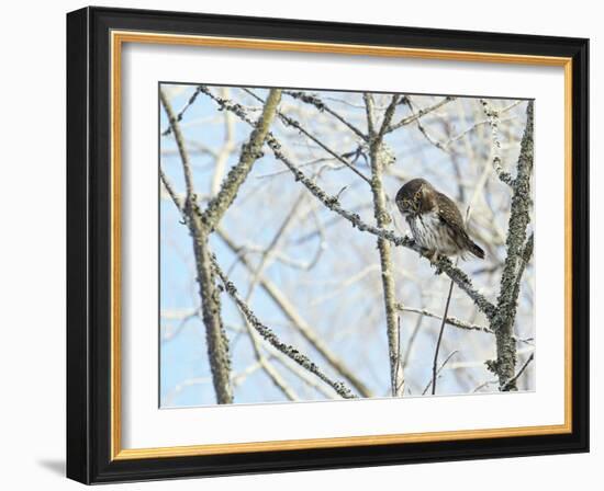 Pygmy owl perched in lichen covered tree, Helsinki, Finland-Markus Varesvuo-Framed Photographic Print