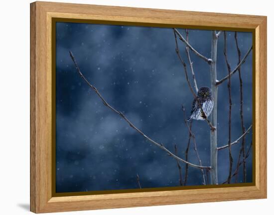 Pygmy Owl-Steven Gnam-Framed Premier Image Canvas