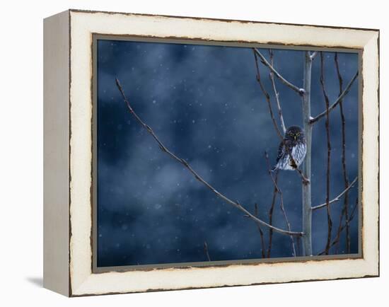 Pygmy Owl-Steven Gnam-Framed Premier Image Canvas