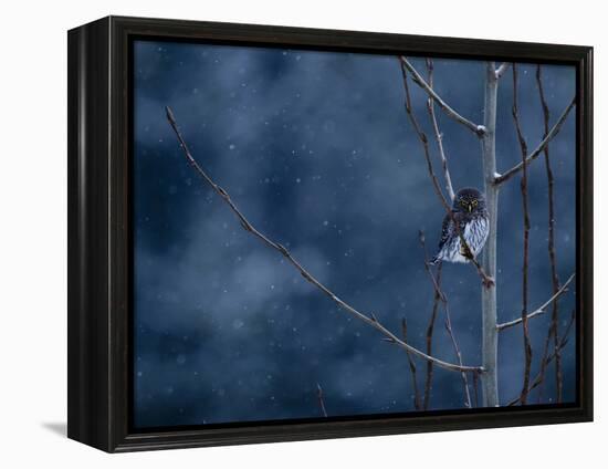 Pygmy Owl-Steven Gnam-Framed Premier Image Canvas