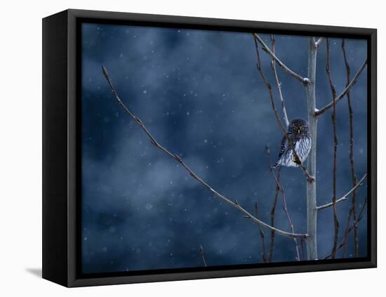 Pygmy Owl-Steven Gnam-Framed Premier Image Canvas