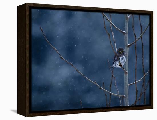 Pygmy Owl-Steven Gnam-Framed Premier Image Canvas