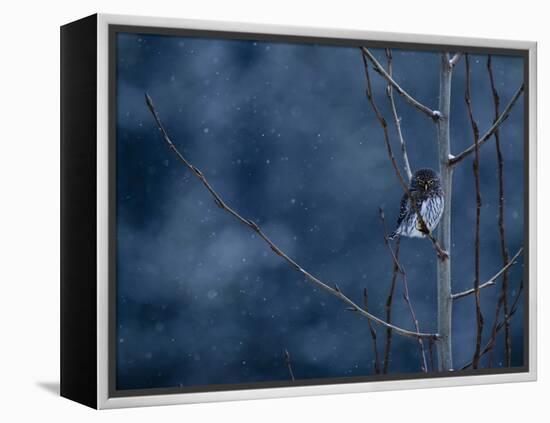 Pygmy Owl-Steven Gnam-Framed Premier Image Canvas