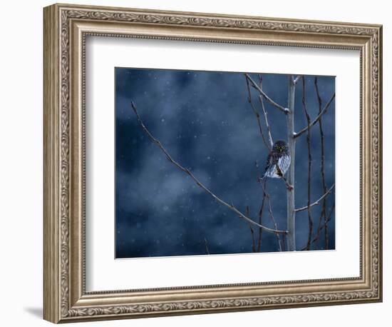 Pygmy Owl-Steven Gnam-Framed Premium Photographic Print