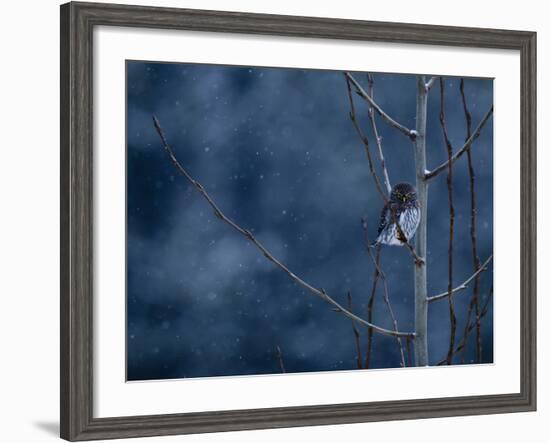 Pygmy Owl-Steven Gnam-Framed Photographic Print