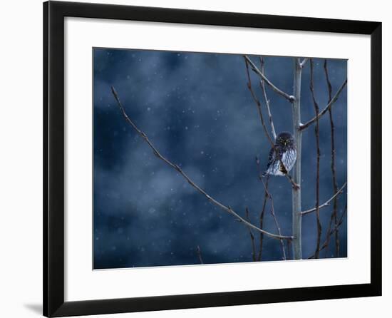 Pygmy Owl-Steven Gnam-Framed Photographic Print
