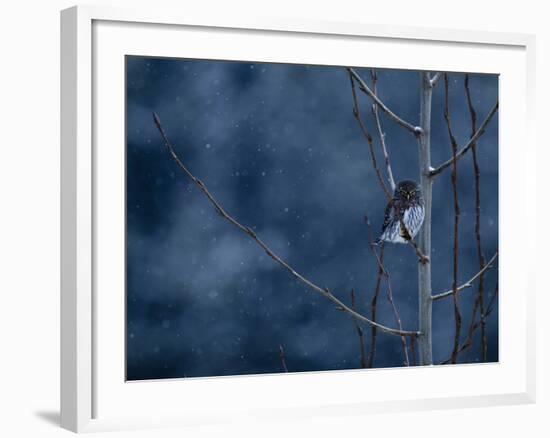 Pygmy Owl-Steven Gnam-Framed Photographic Print