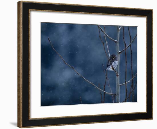 Pygmy Owl-Steven Gnam-Framed Photographic Print