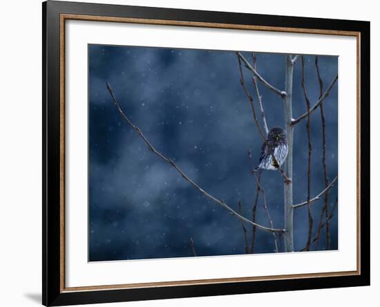 Pygmy Owl-Steven Gnam-Framed Photographic Print