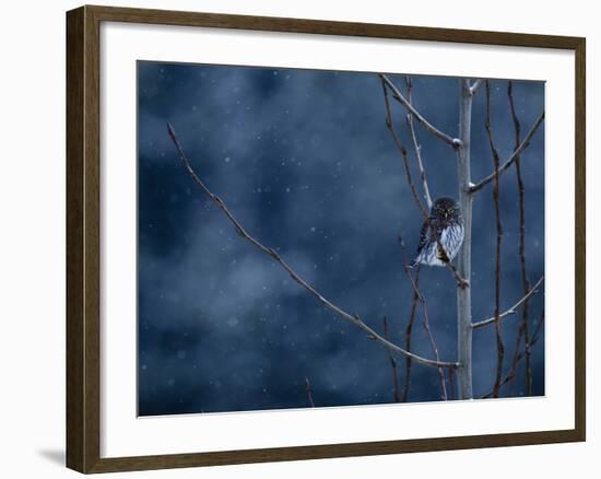 Pygmy Owl-Steven Gnam-Framed Photographic Print