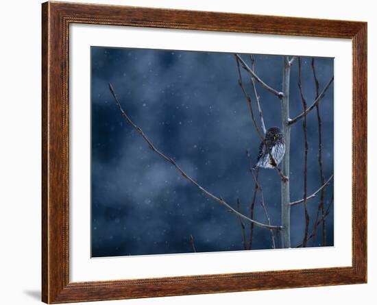 Pygmy Owl-Steven Gnam-Framed Photographic Print