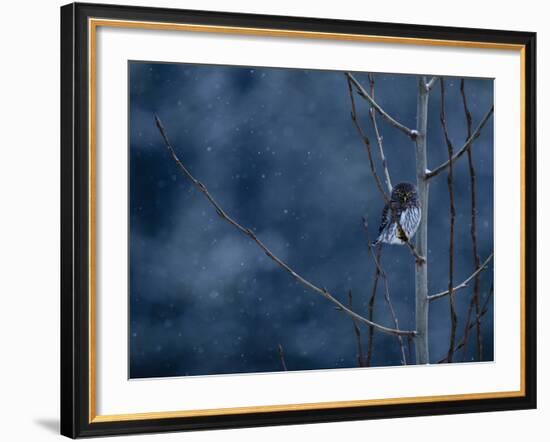 Pygmy Owl-Steven Gnam-Framed Photographic Print