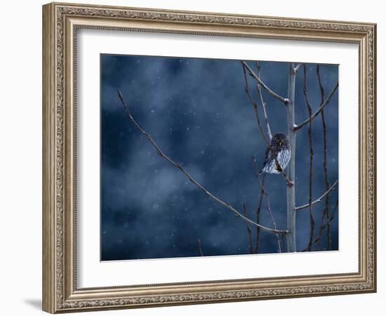 Pygmy Owl-Steven Gnam-Framed Photographic Print