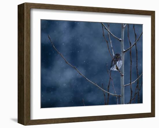 Pygmy Owl-Steven Gnam-Framed Photographic Print