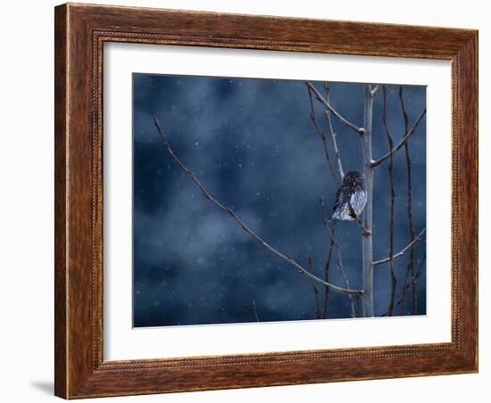 Pygmy Owl-Steven Gnam-Framed Photographic Print