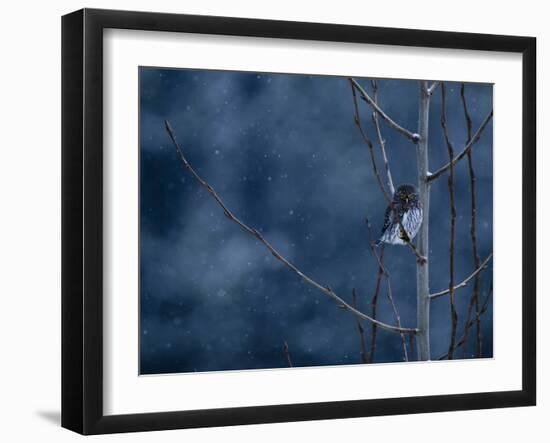 Pygmy Owl-Steven Gnam-Framed Photographic Print