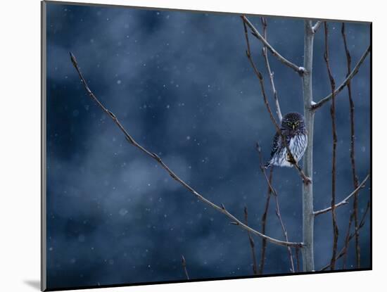 Pygmy Owl-Steven Gnam-Mounted Photographic Print