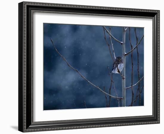 Pygmy Owl-Steven Gnam-Framed Photographic Print