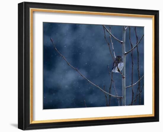 Pygmy Owl-Steven Gnam-Framed Photographic Print