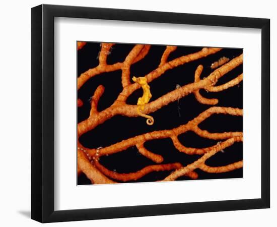 Pygmy Sea Horse with Coral-Michele Westmorland-Framed Photographic Print