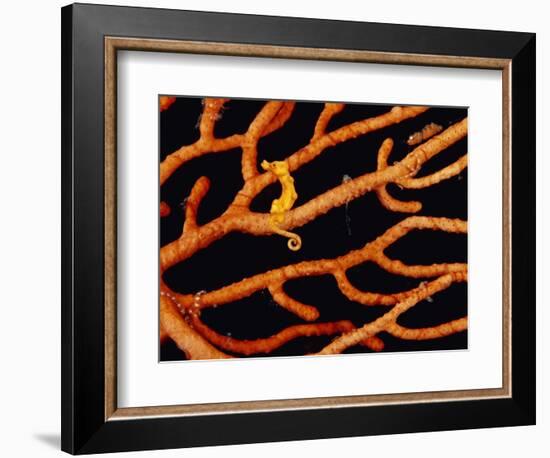 Pygmy Sea Horse with Coral-Michele Westmorland-Framed Photographic Print