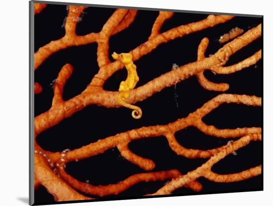 Pygmy Sea Horse with Coral-Michele Westmorland-Mounted Photographic Print