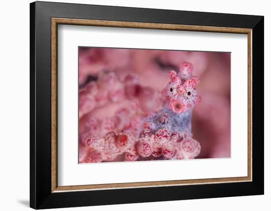 Pygmy seahorse living disguised in Muricella sp. sea fan-Alex Mustard-Framed Photographic Print
