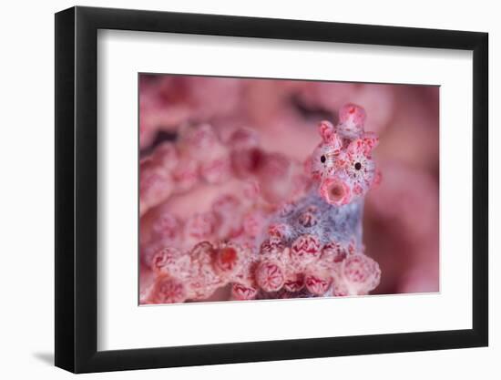 Pygmy seahorse living disguised in Muricella sp. sea fan-Alex Mustard-Framed Photographic Print