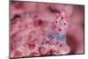 Pygmy seahorse living disguised in Muricella sp. sea fan-Alex Mustard-Mounted Photographic Print