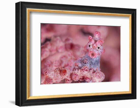 Pygmy seahorse living disguised in Muricella sp. sea fan-Alex Mustard-Framed Photographic Print