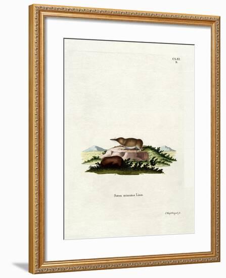 Pygmy Shrew-null-Framed Giclee Print