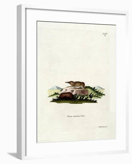 Pygmy Shrew-null-Framed Giclee Print